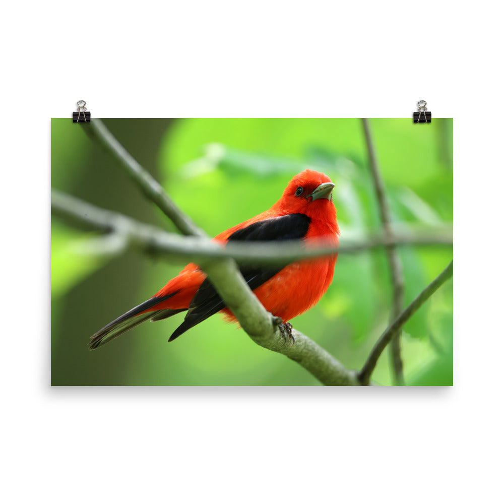 Scarlet Tanager Premium Photograph Poster | Original Bird Photography by Bird Fantastic