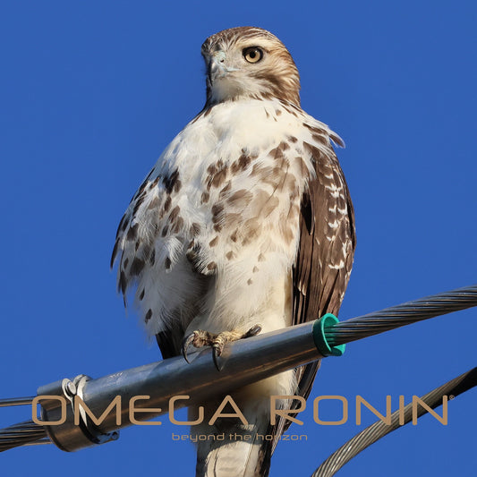 Omega Ronin: Beyond the Horizon (song download)