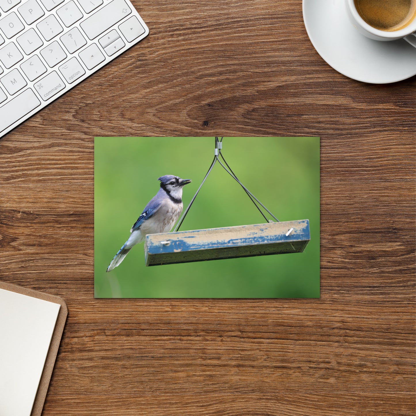 Blue Jay Greeting Card 5" x 7" | Original Bird Photography | Wildlife Gift w/ Envelope