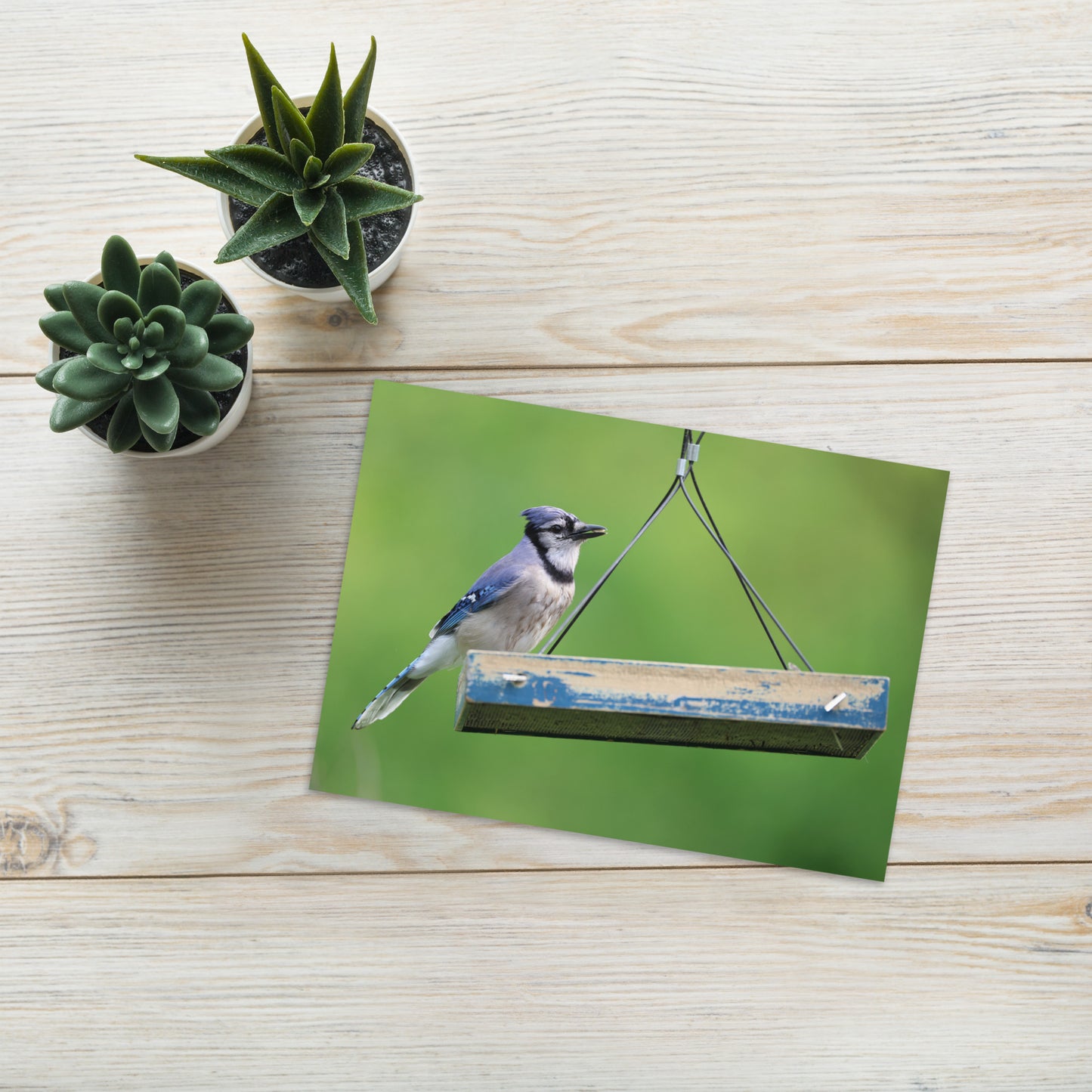 Blue Jay Greeting Card 5" x 7" | Original Bird Photography | Wildlife Gift w/ Envelope