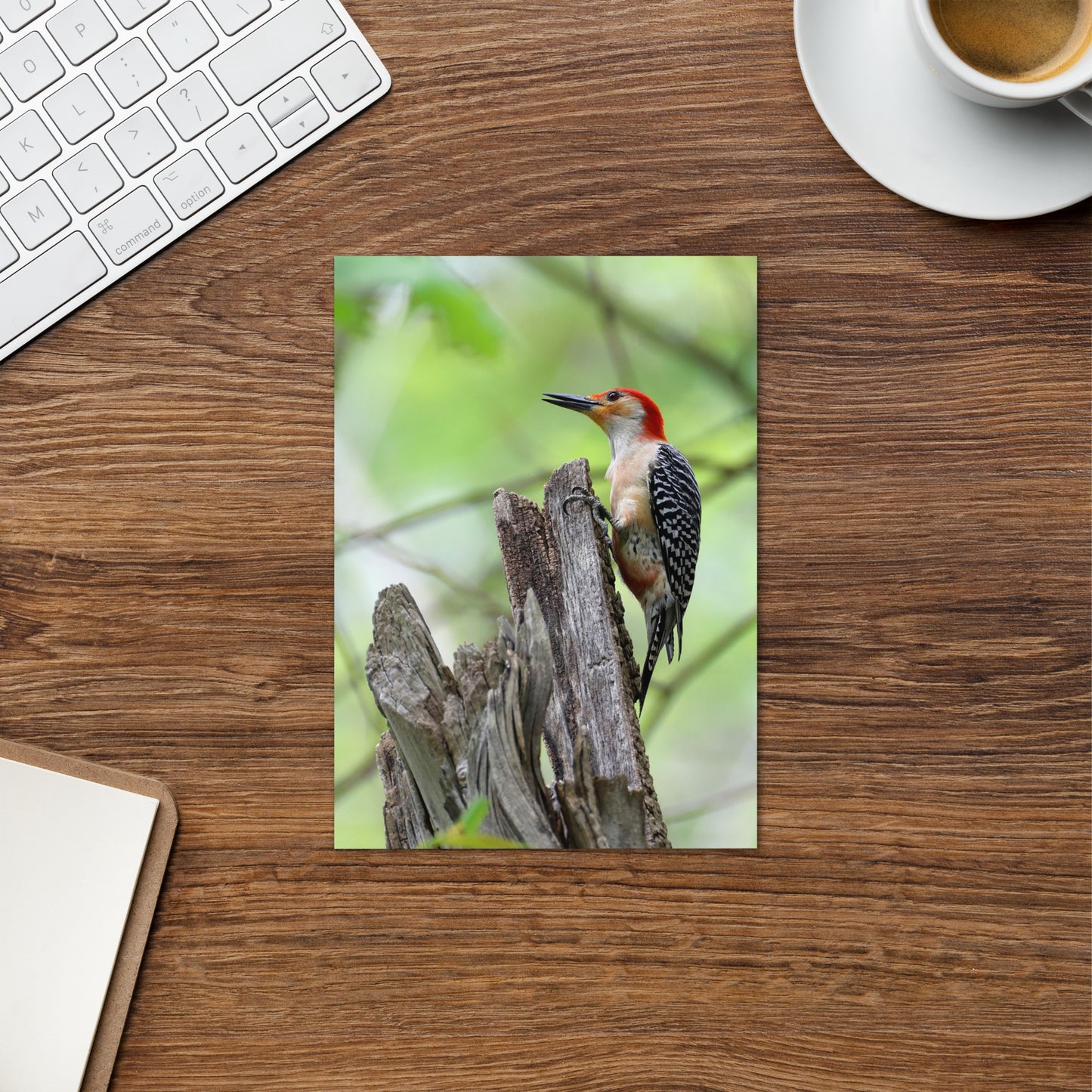 Red-Bellied Woodpecker Greeting Card 5" x 7" | Original Bird Photography | Wildlife Gift w/ Envelope