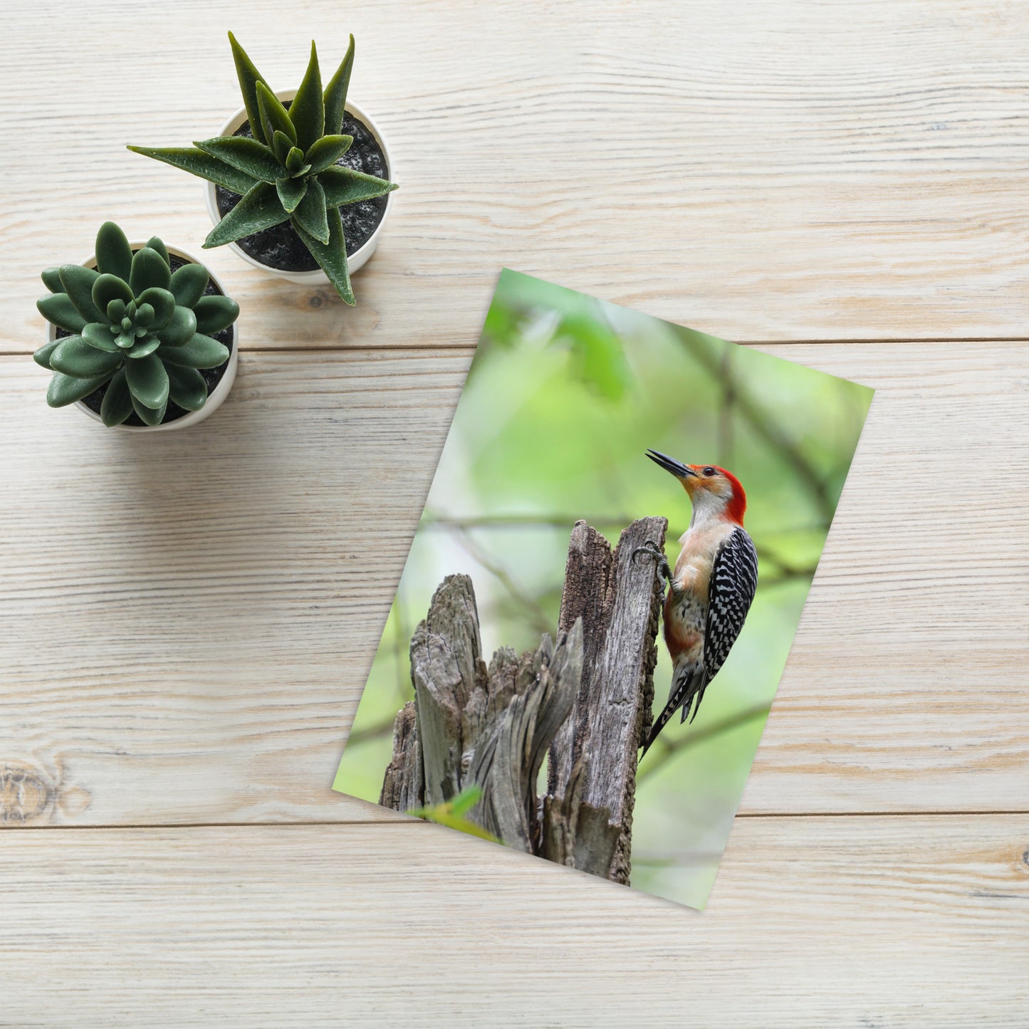 Red-Bellied Woodpecker Greeting Card 5" x 7" | Original Bird Photography | Wildlife Gift w/ Envelope