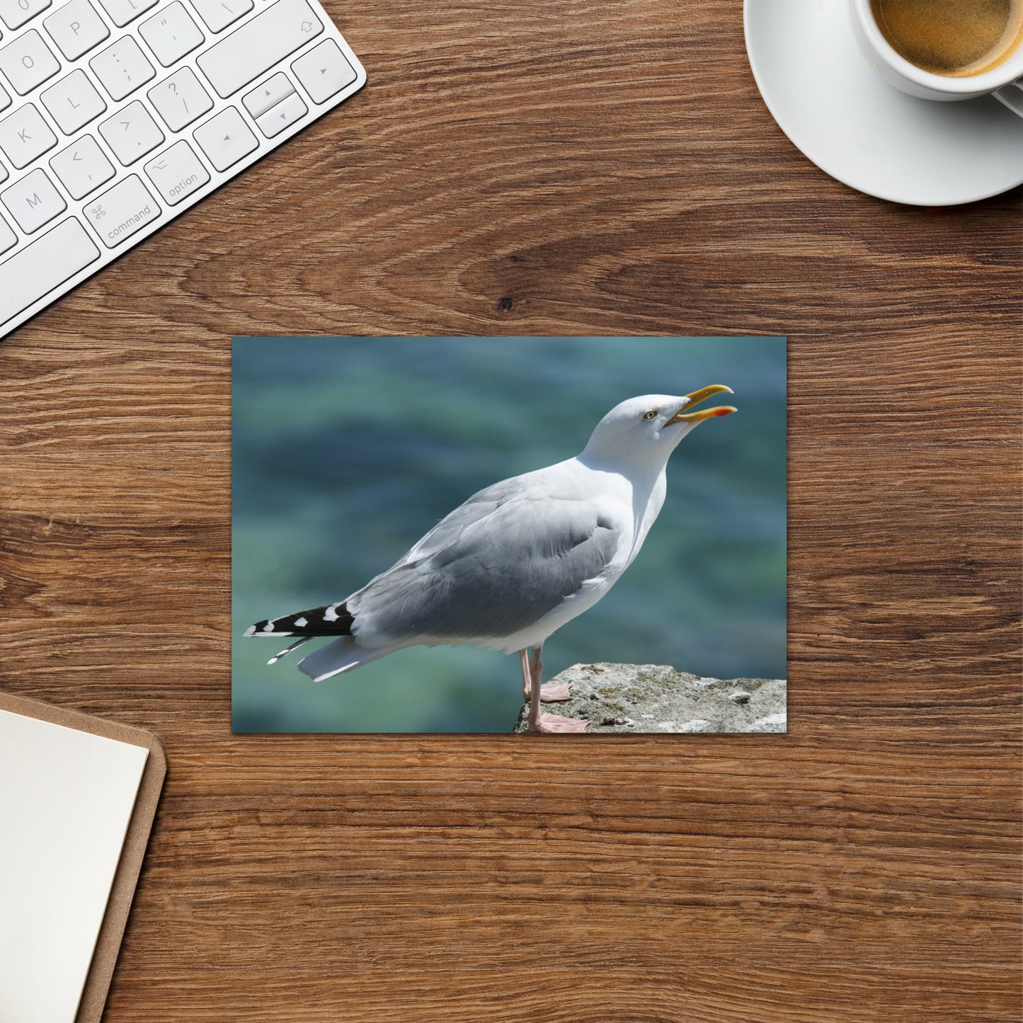 Seagull Greeting Card 5" x 7" | Original Bird Photography | Wildlife Gift w/ Envelope