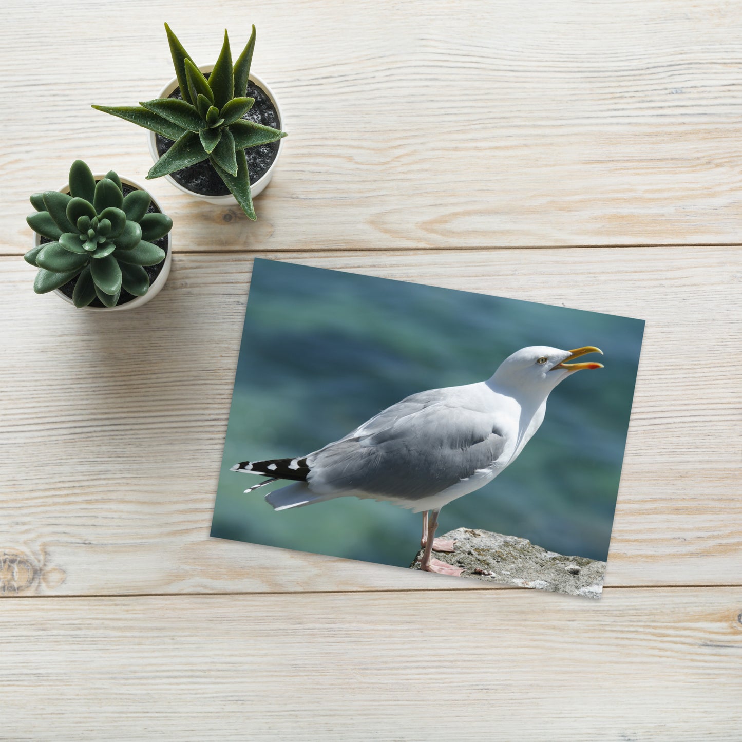 Seagull Greeting Card 5" x 7" | Original Bird Photography | Wildlife Gift w/ Envelope