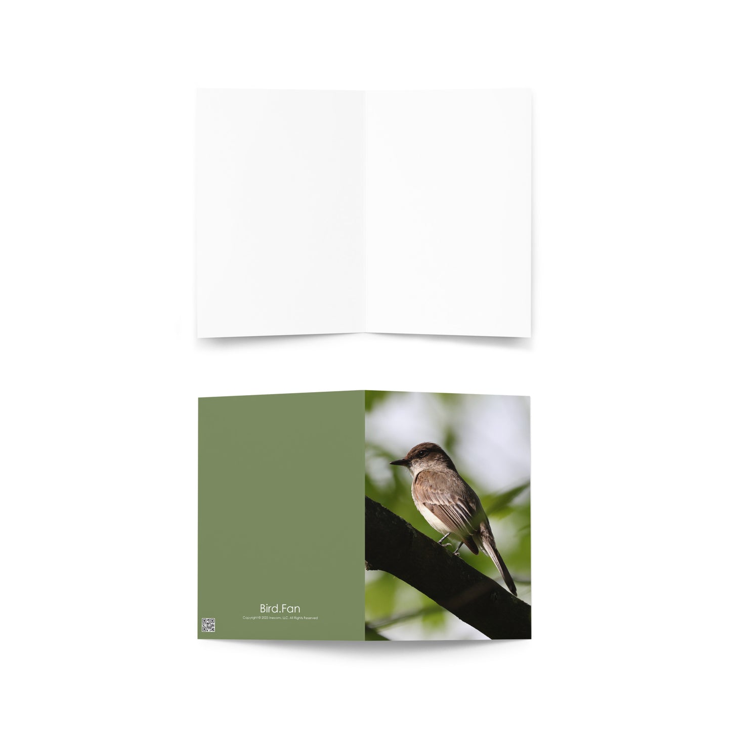 Eastern Phoebe Greeting Card 5" x 7" | Original Bird Photography | Wildlife Gift w/ Envelope