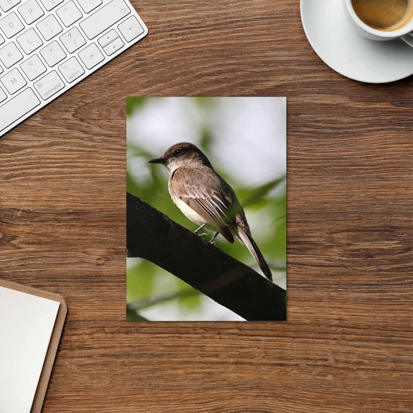 Eastern Phoebe Greeting Card 5" x 7" | Original Bird Photography | Wildlife Gift w/ Envelope