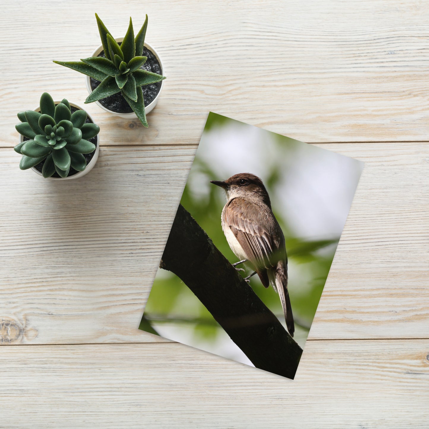 Eastern Phoebe Greeting Card 5" x 7" | Original Bird Photography | Wildlife Gift w/ Envelope