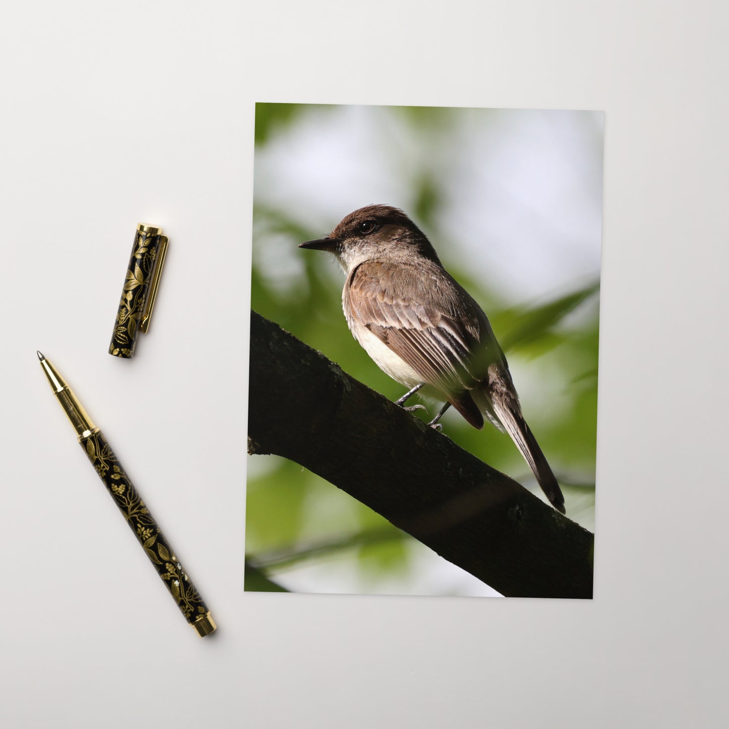 Eastern Phoebe Greeting Card 5" x 7" | Original Bird Photography | Wildlife Gift w/ Envelope