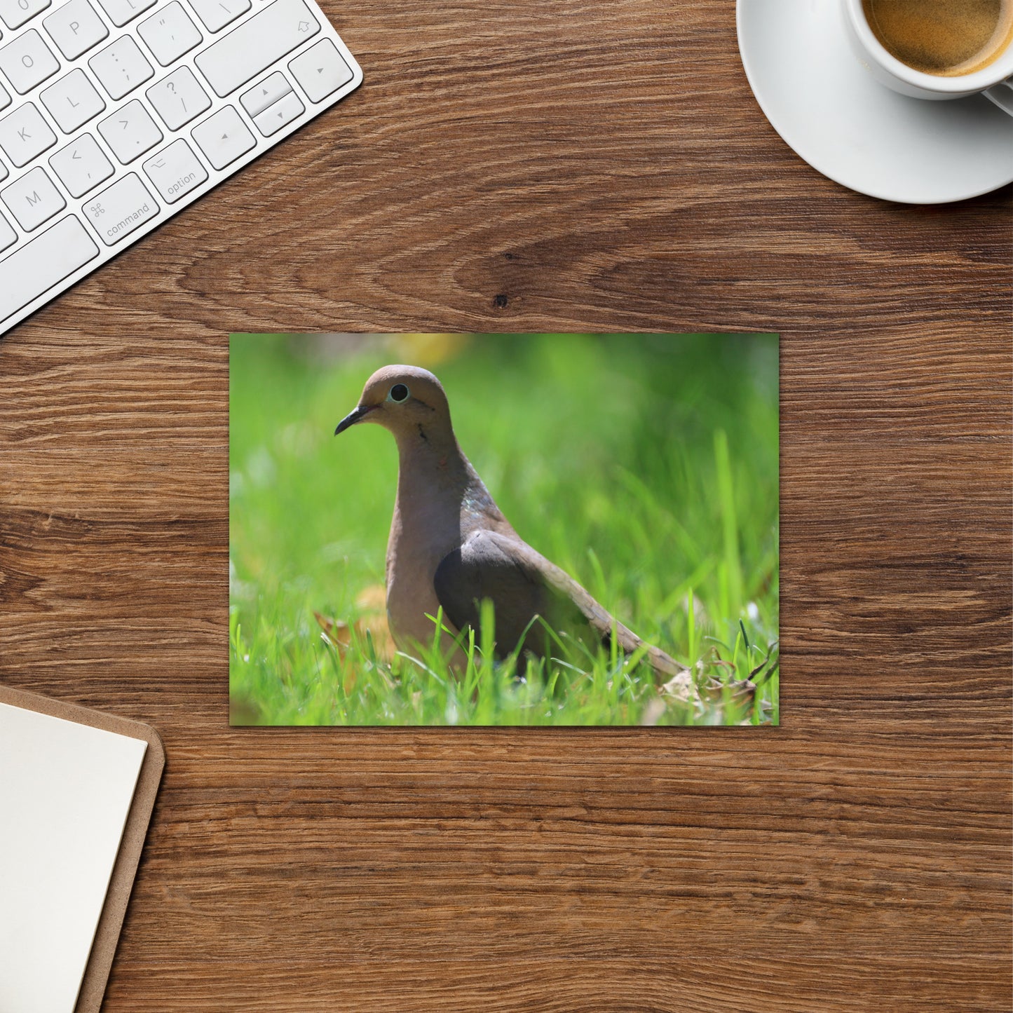Mourning Dove Greeting Card 5" x 7" | Original Bird Photography | Wildlife Gift w/ Envelope