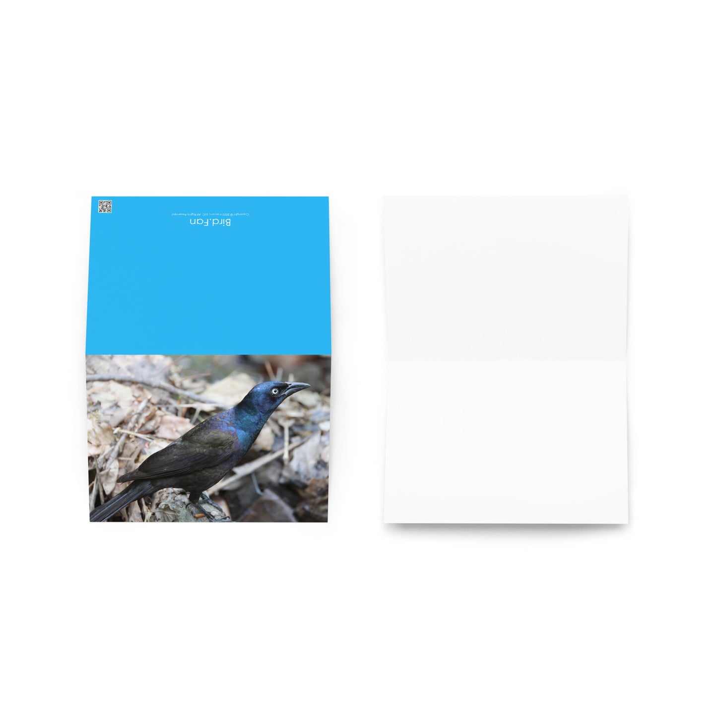 Common Grackle Greeting Card 5" x 7" | Original Bird Photography | Wildlife Gift w/ Envelope