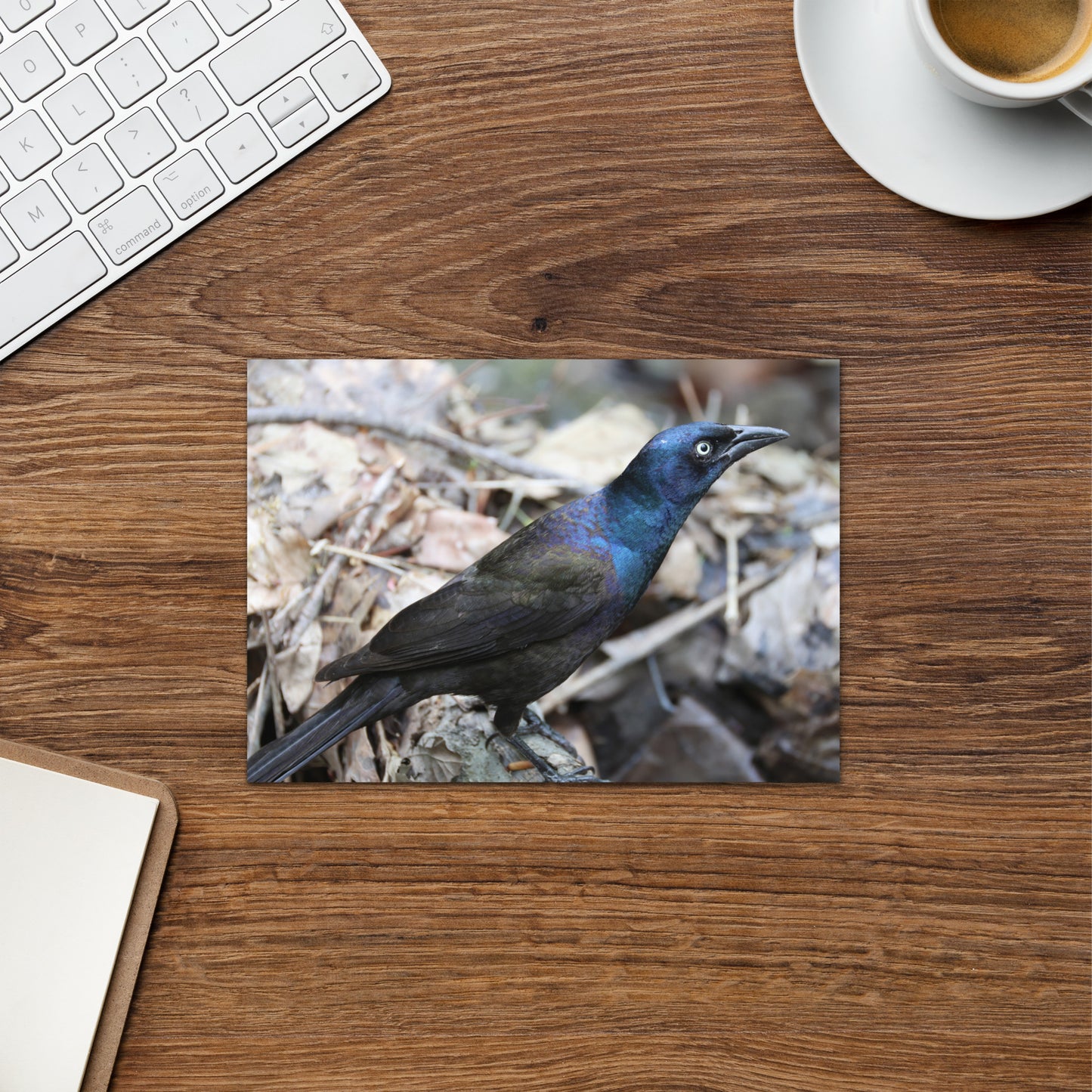 Common Grackle Greeting Card 5" x 7" | Original Bird Photography | Wildlife Gift w/ Envelope
