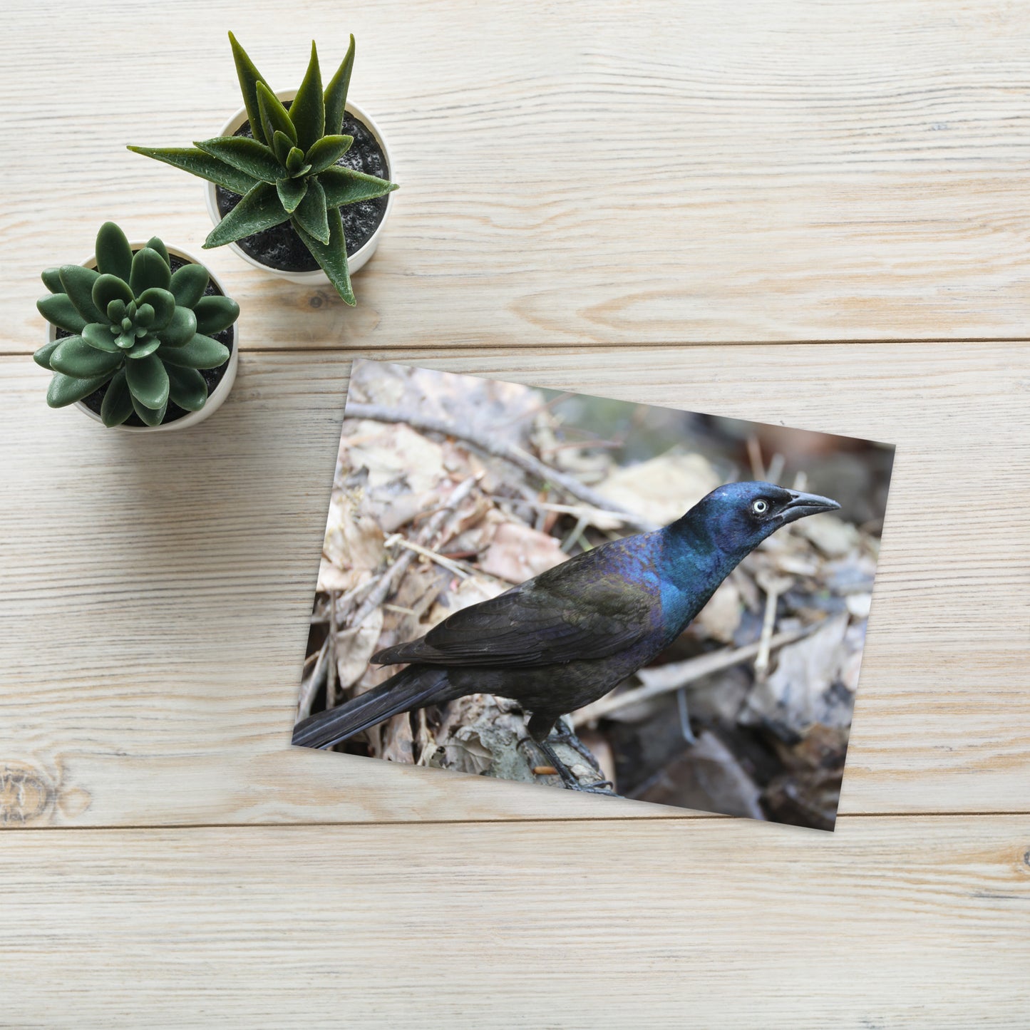Common Grackle Greeting Card 5" x 7" | Original Bird Photography | Wildlife Gift w/ Envelope
