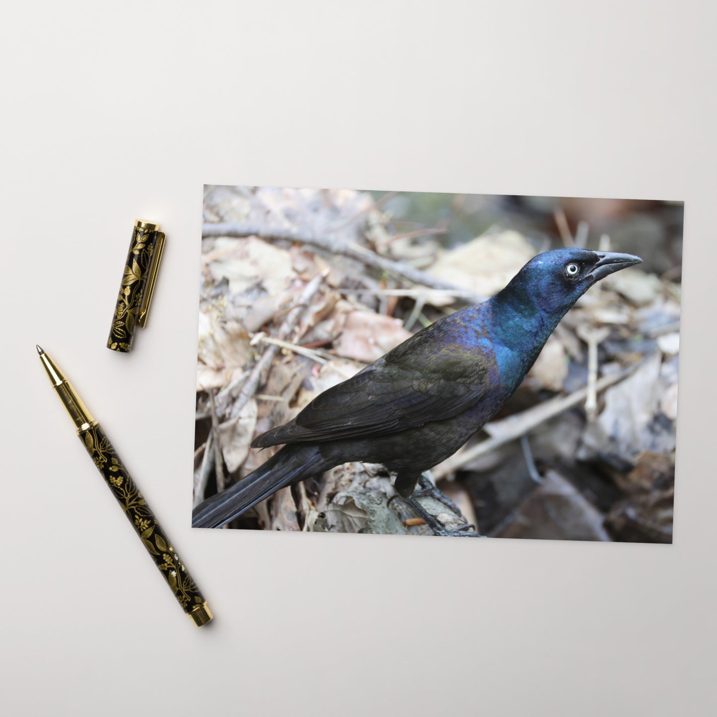 Common Grackle Greeting Card 5" x 7" | Original Bird Photography | Wildlife Gift w/ Envelope
