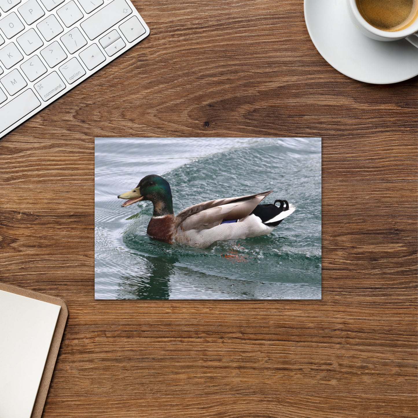 Mallard Duck Greeting Card 5" x 7" | Original Bird Photography | Wildlife Gift w/ Envelope
