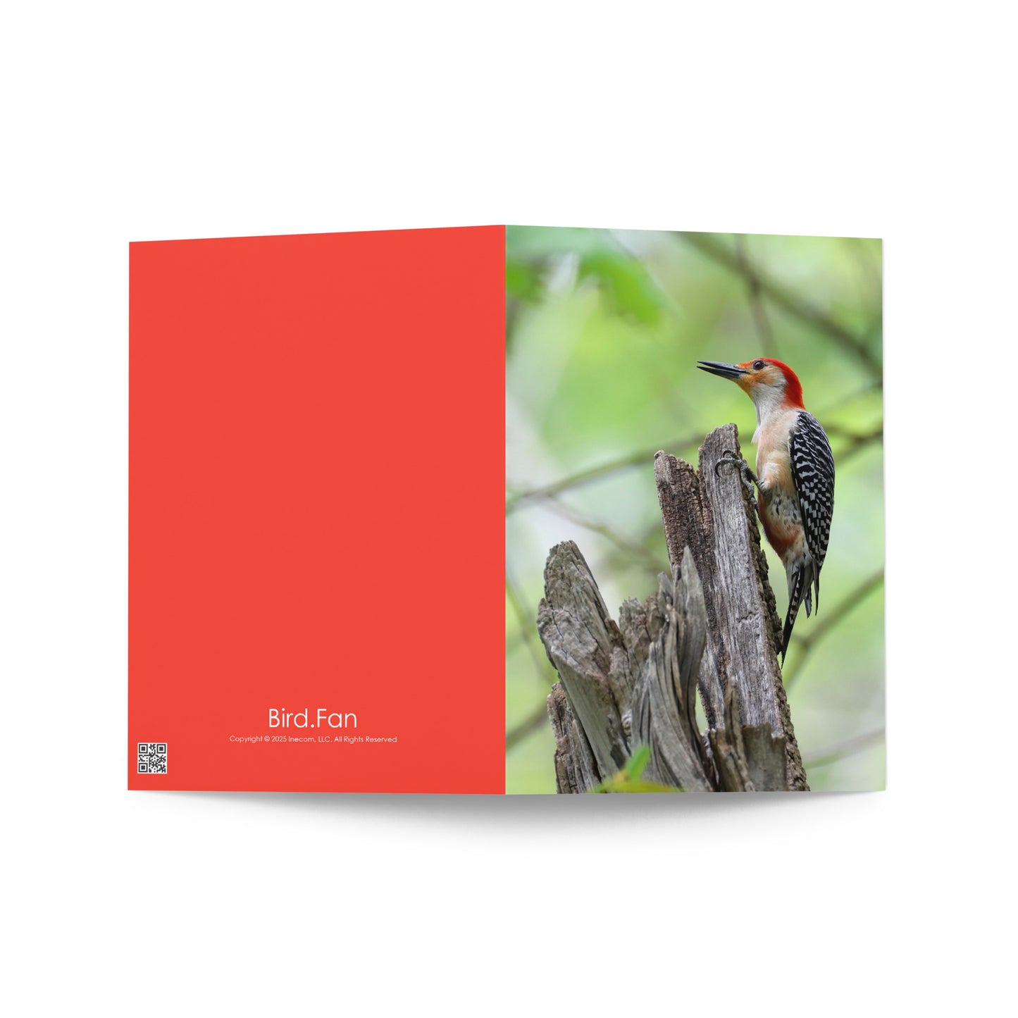 Bird Fan Greeting Card 5-Pack Set 1 | Five Cards 5" x 7" | Original Bird Photos | Wildlife Gift w/ Envelopes