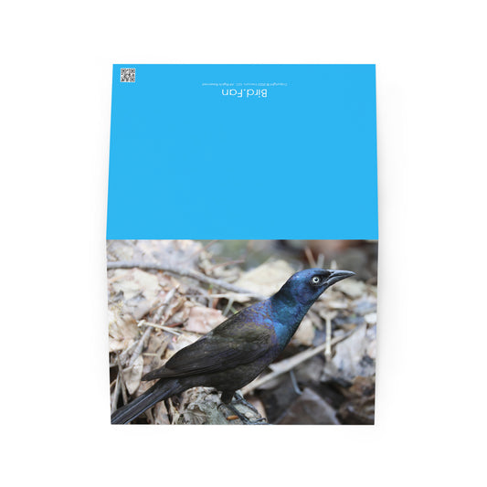 Common Grackle Greeting Card 5" x 7" | Original Bird Photography | Wildlife Gift w/ Envelope