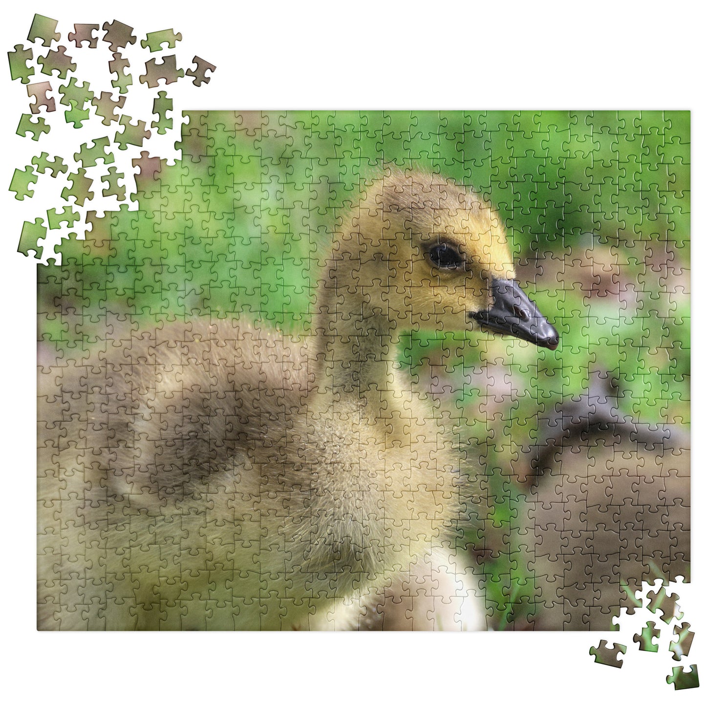 Baby Goose 520 Piece Jigsaw Puzzle | Original Bird Photography | by Bird.Fan