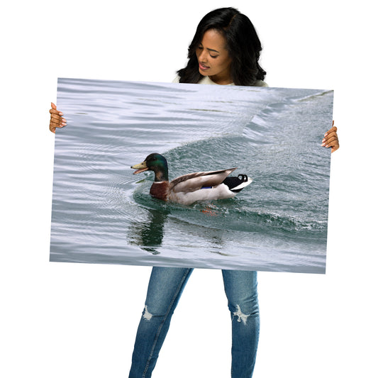 Mallard Duck Premium Photograph Poster | Original Bird Photography by Bird.Fan