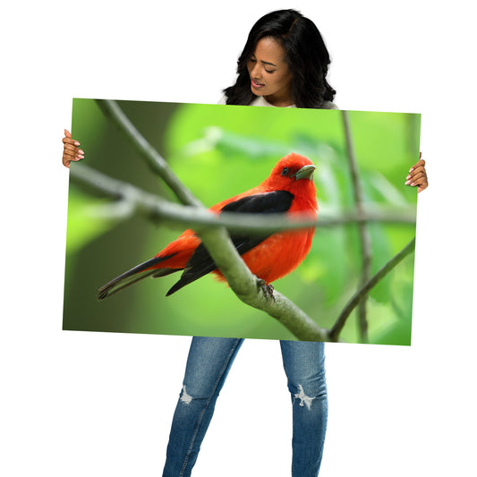 Scarlet Tanager Premium Photograph Poster | Original Bird Photography by Bird Fantastic