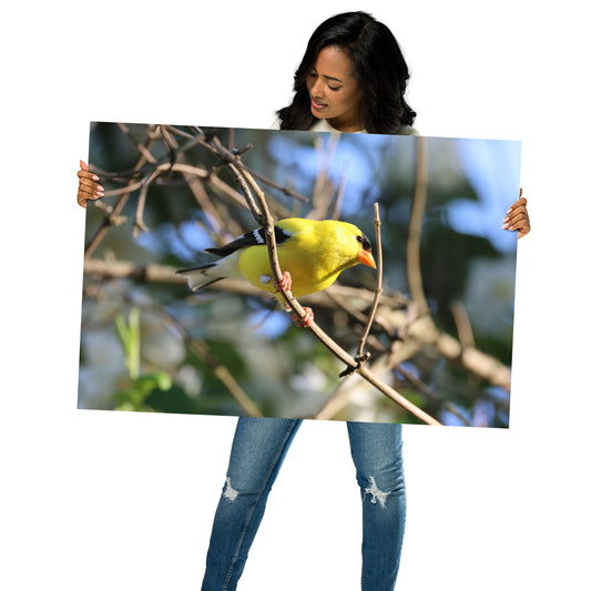 Goldfinch Premium Photograph Poster | Original Bird Photography by Bird Fantastic