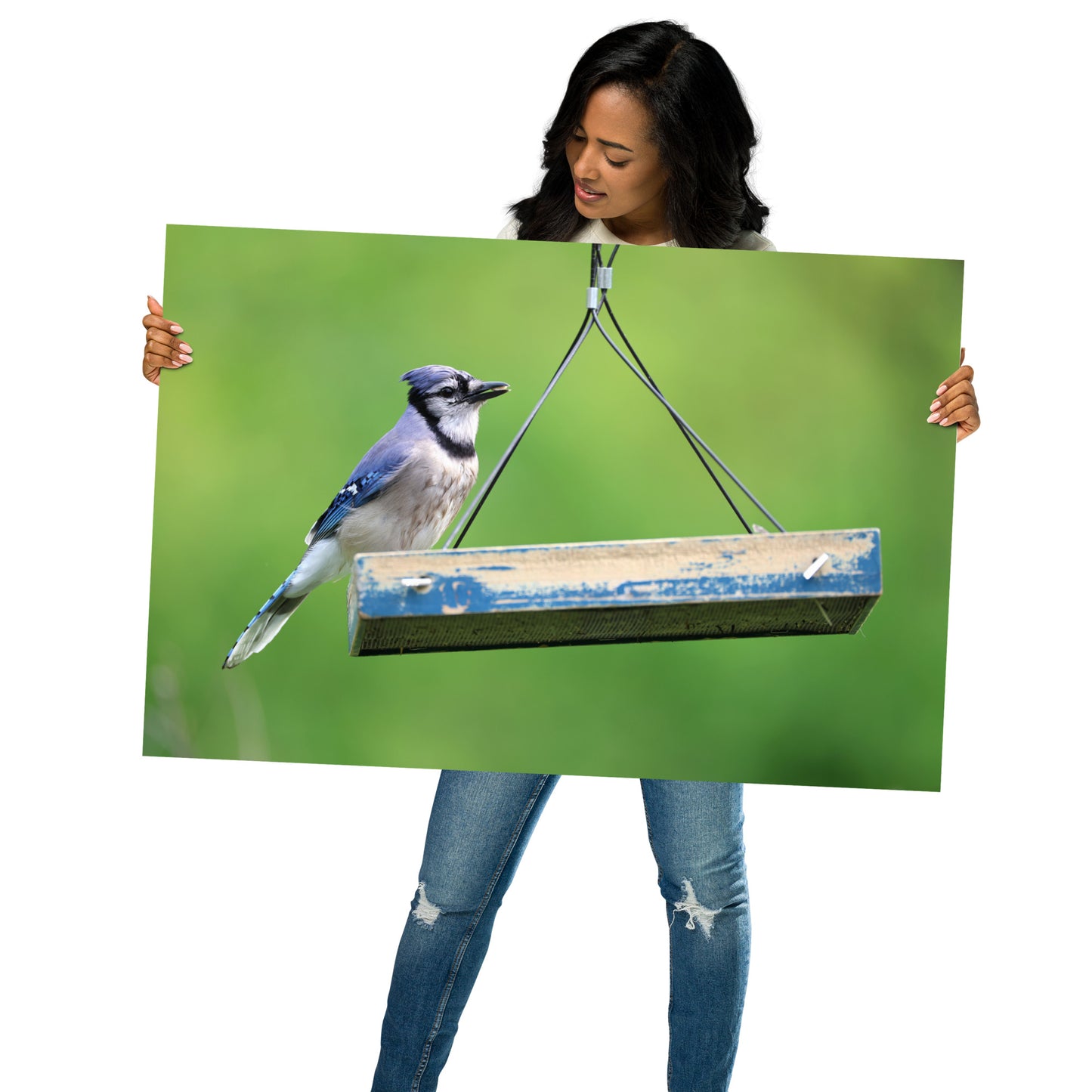 Blue Jay at Feeder Premium Photograph Poster | Original Bird Photography by Bird Fantastic