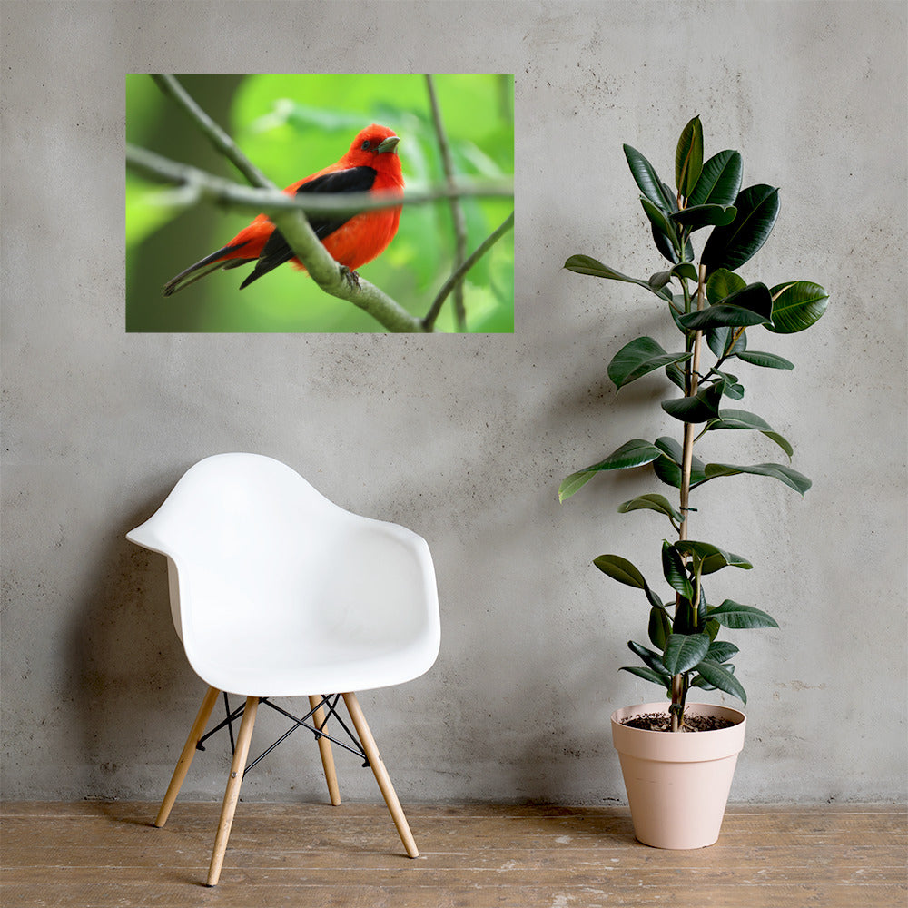 Scarlet Tanager Premium Photograph Poster | Original Bird Photography by Bird Fantastic