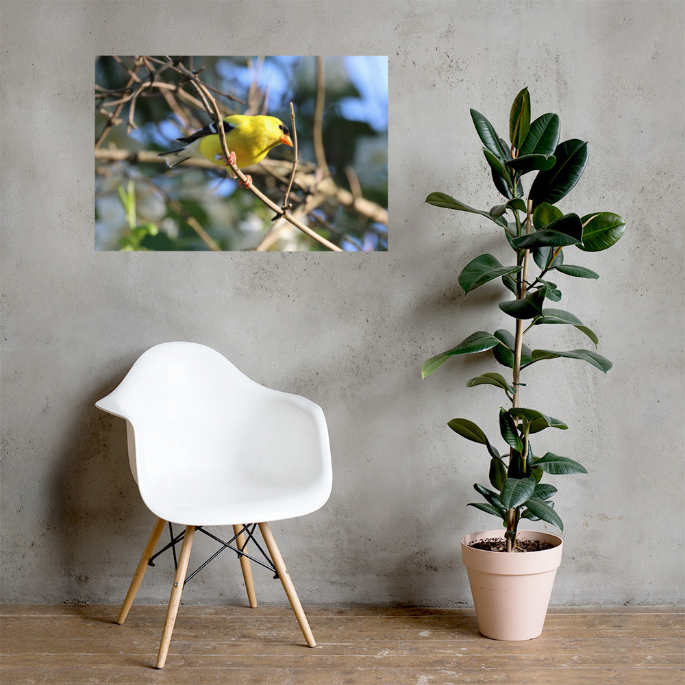 Goldfinch Premium Photograph Poster | Original Bird Photography by Bird Fantastic