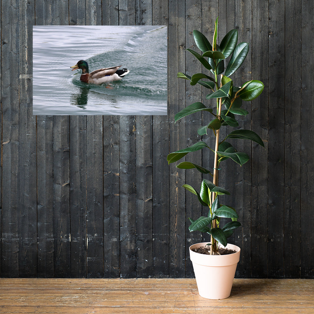 Mallard Duck Premium Photograph Poster | Original Bird Photography by Bird.Fan