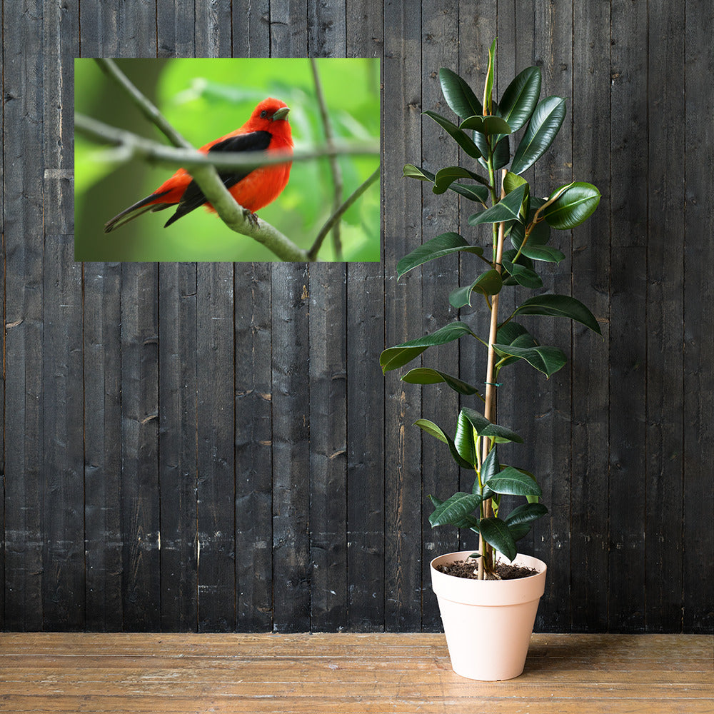 Scarlet Tanager Premium Photograph Poster | Original Bird Photography by Bird Fantastic