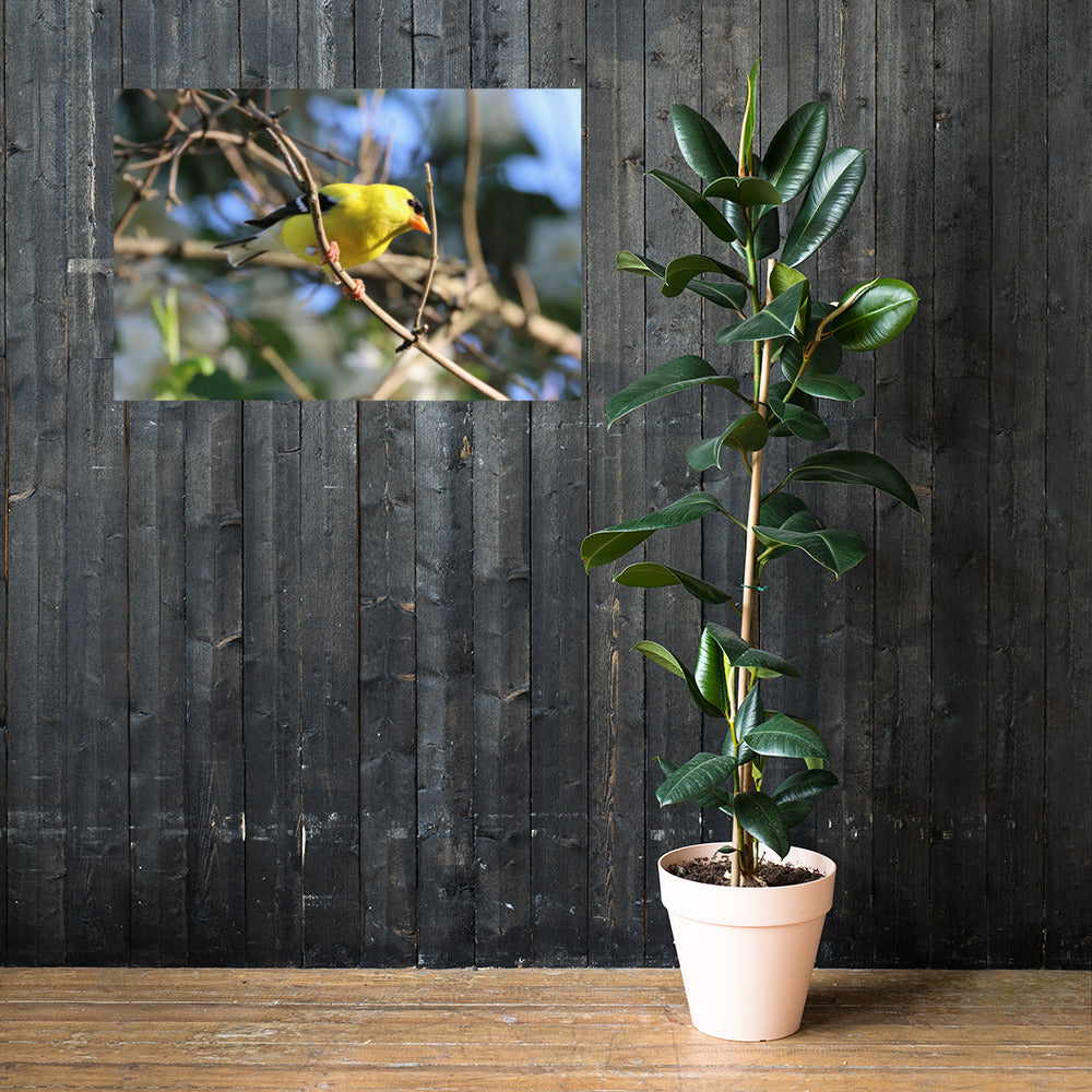 Goldfinch Premium Photograph Poster | Original Bird Photography by Bird Fantastic