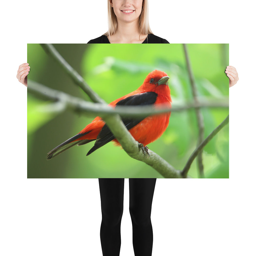 Scarlet Tanager Premium Photograph Poster | Original Bird Photography by Bird Fantastic