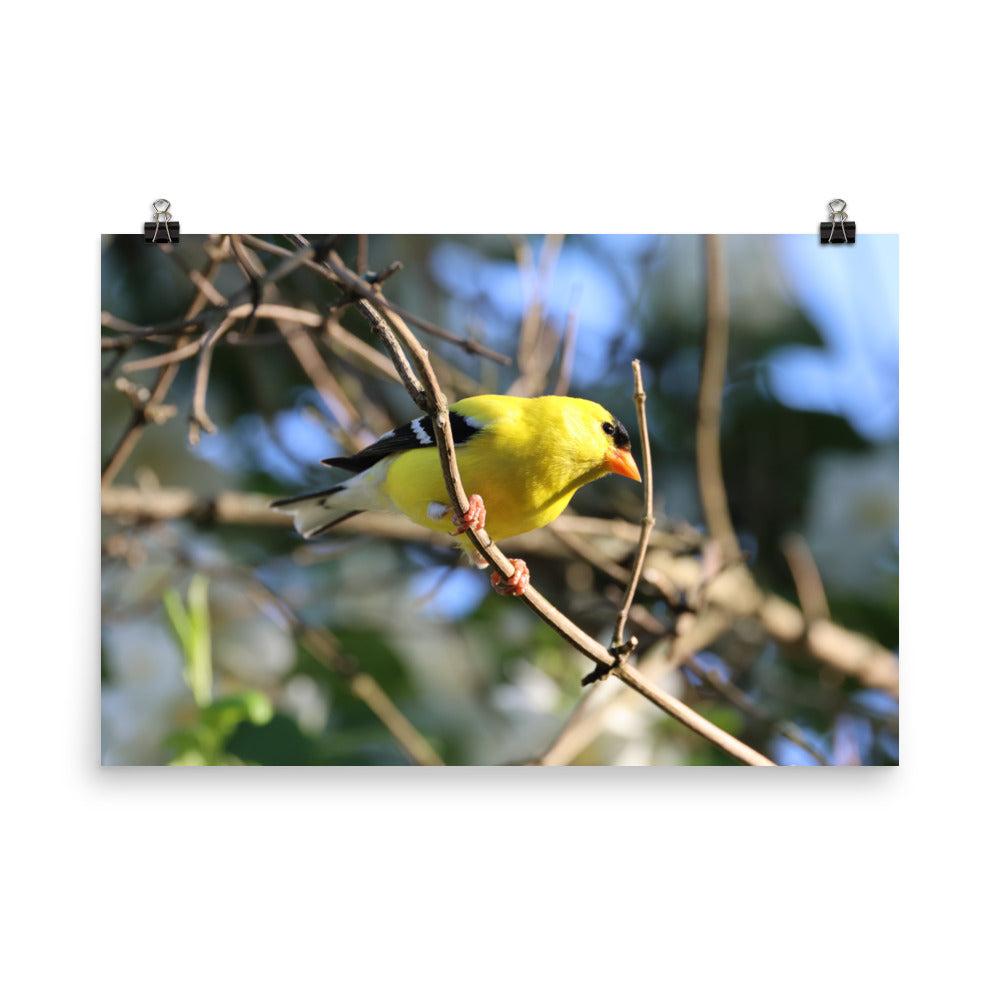 Goldfinch Premium Photograph Poster | Original Bird Photography by Bird Fantastic