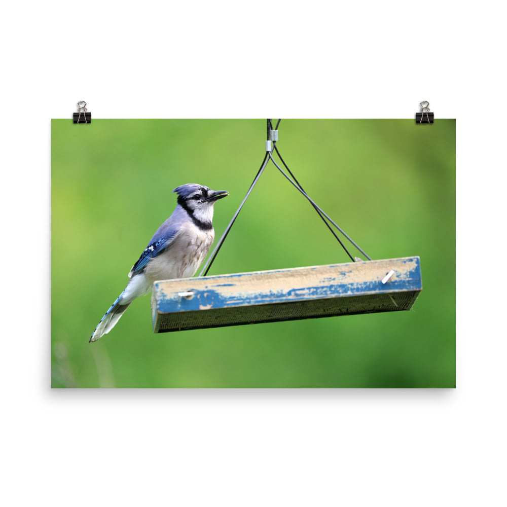 Blue Jay at Feeder Premium Photograph Poster | Original Bird Photography by Bird Fantastic